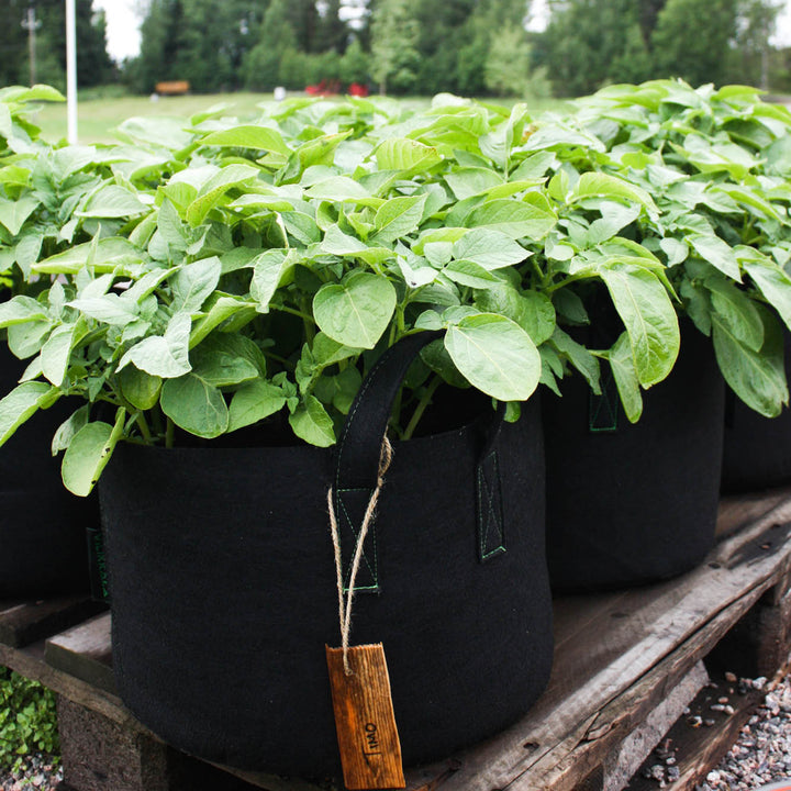 Säilytyskori BASIC musta 23 L