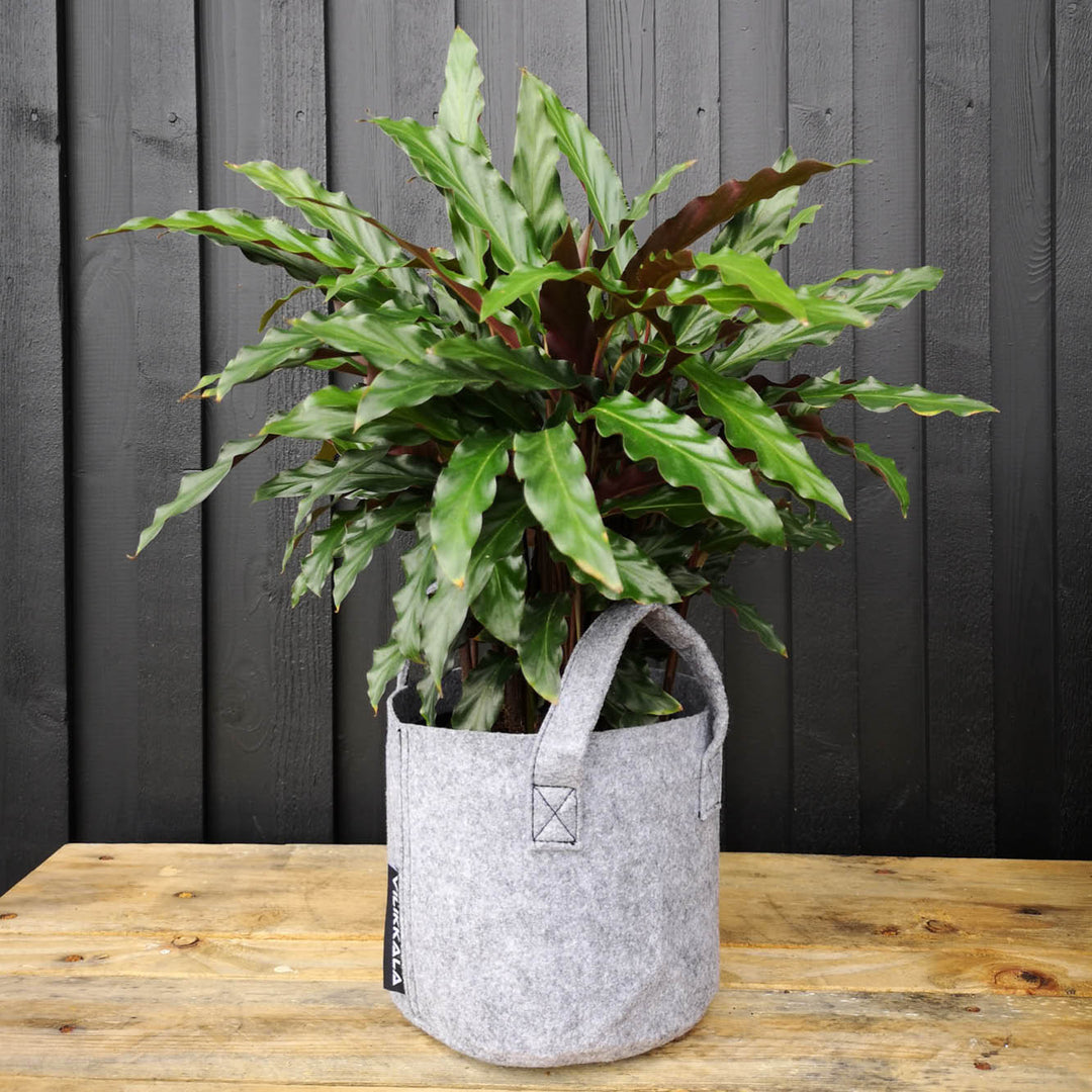 Basic - Grey - 3 Litre